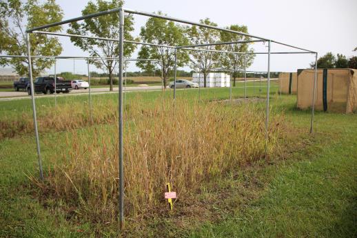 Click for 14 image(s) for this accession. HABITAT